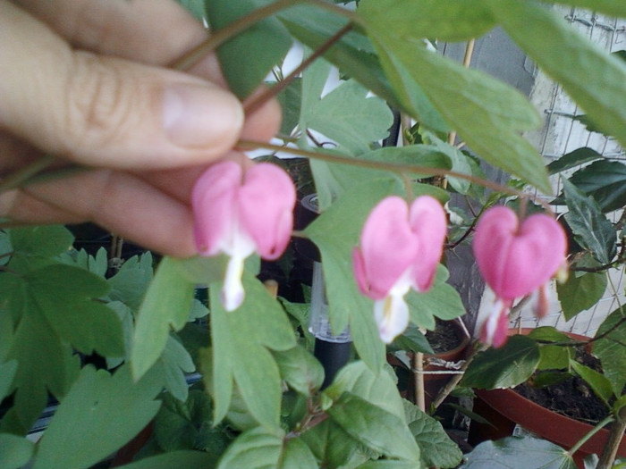 16 mai 2012-flori 013 - dicentra spectabilis