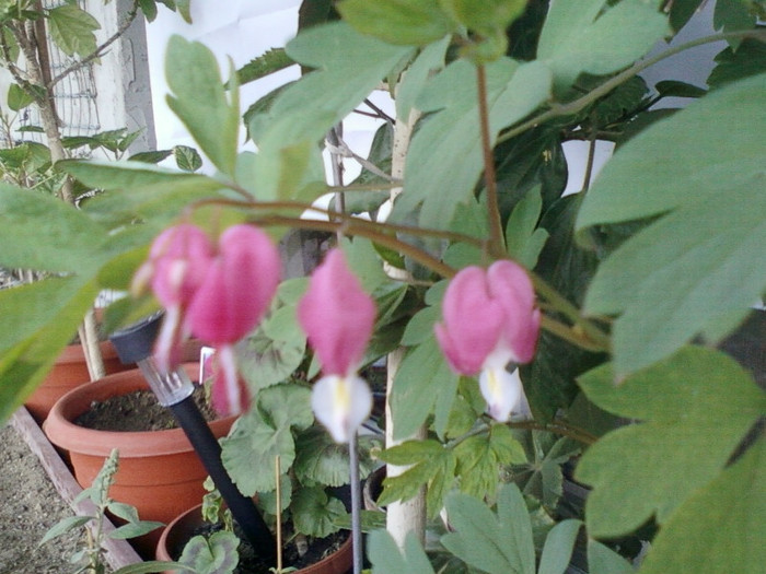 16 mai 2012-flori 017 - dicentra spectabilis