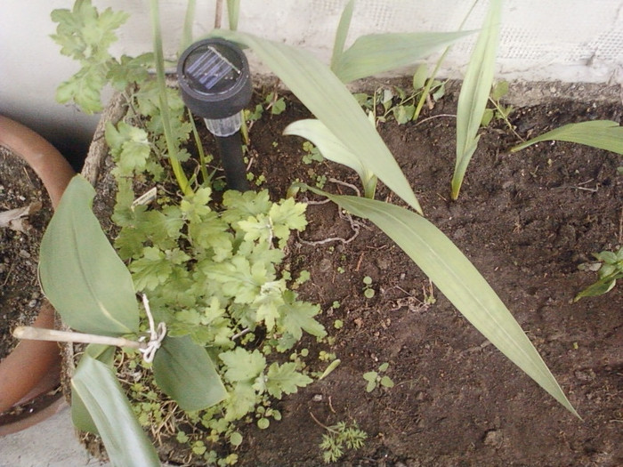 crizanteme, gladiole, lonicera, menta, canna(cred) si ce-o mai iesi... - gradinuta din balcon