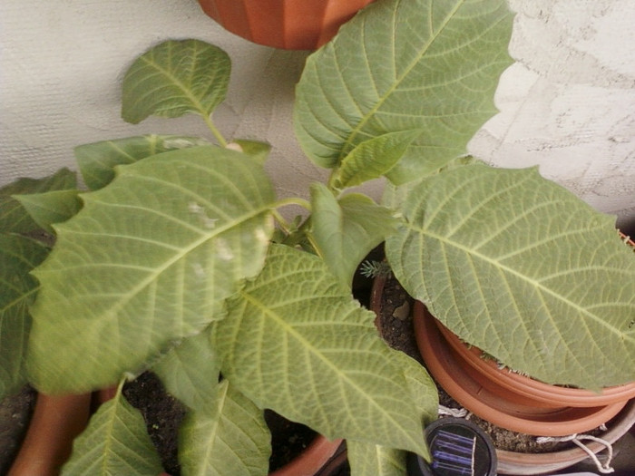 16 mai 2012-flori 001 - brugmansia si datura