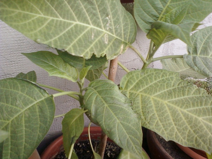 16 mai 2012-flori 007 - brugmansia si datura