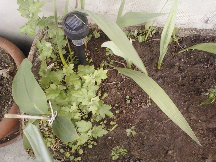 16 mai 2012-flori 004 - mai 2012