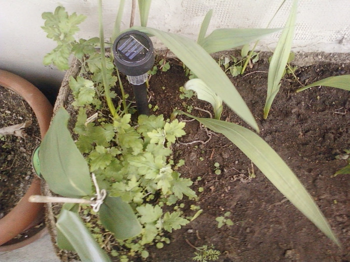 16 mai 2012-flori 010 - mai 2012