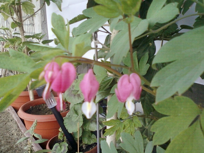 16 mai 2012-flori 019 - mai 2012
