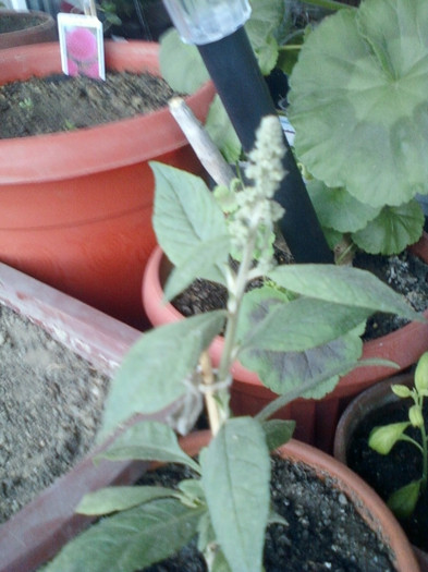 buddleia-"magnet" pt fluturi... - mai 2012