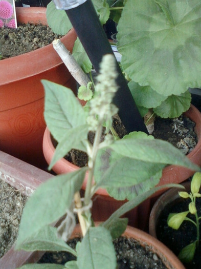 16 mai 2012-flori 016 - mai 2012