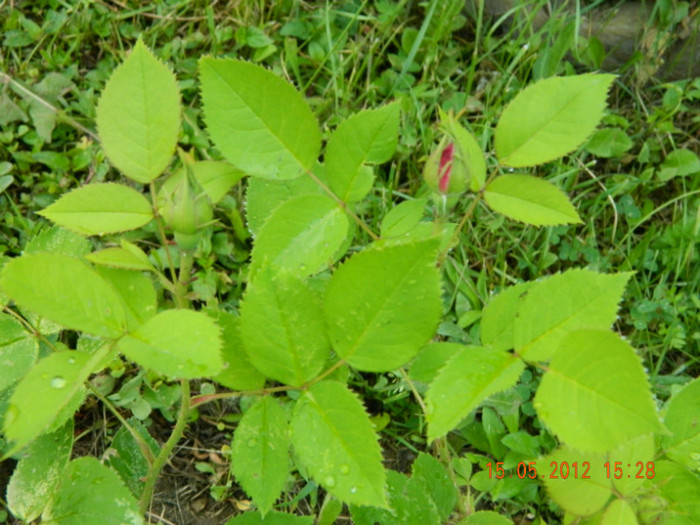 si chiar sa prinda culoare...