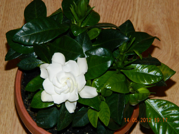 sper ca am reusit ... - GARDENIA