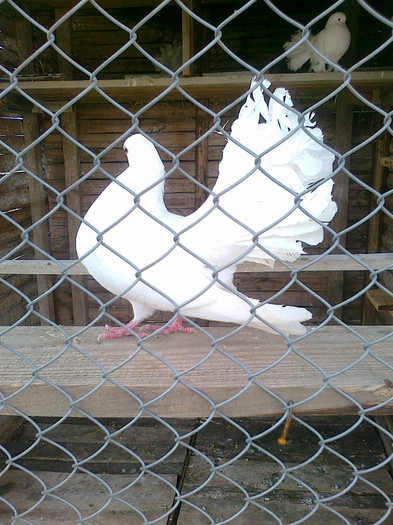 mascul - Porumbeii mei