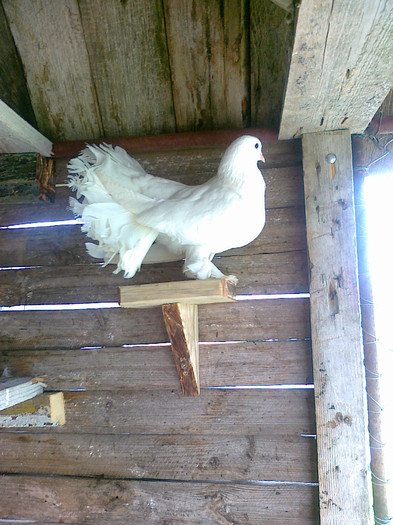 mascul 1 - Porumbeii mei