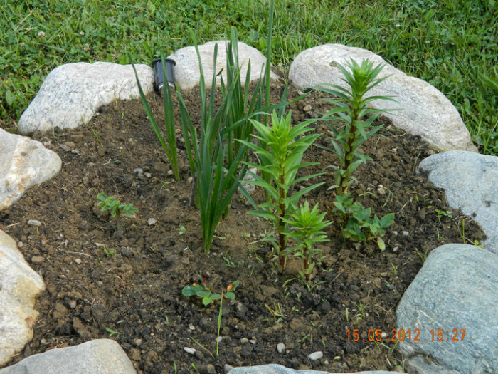 crini si trandafiri de la Taisia , multumesc - 5_MAI