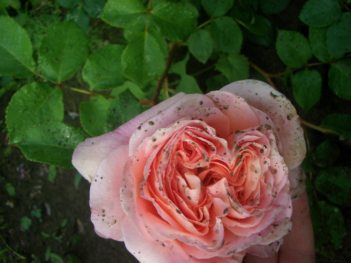 Abraham Darby • AUScot • Candy Rain • Country Darby tree  - Shrub.  English Rose Collection - trandafiri 2012