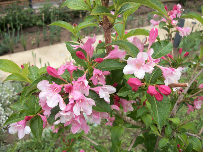 100_9569 - weigela 2012