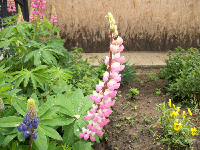 100_9554 - lupini 2012