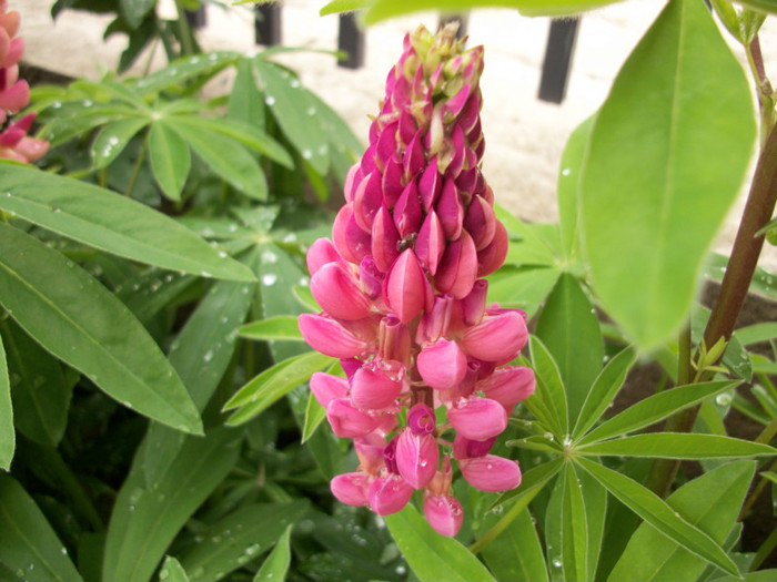 100_9565 - lupini 2012