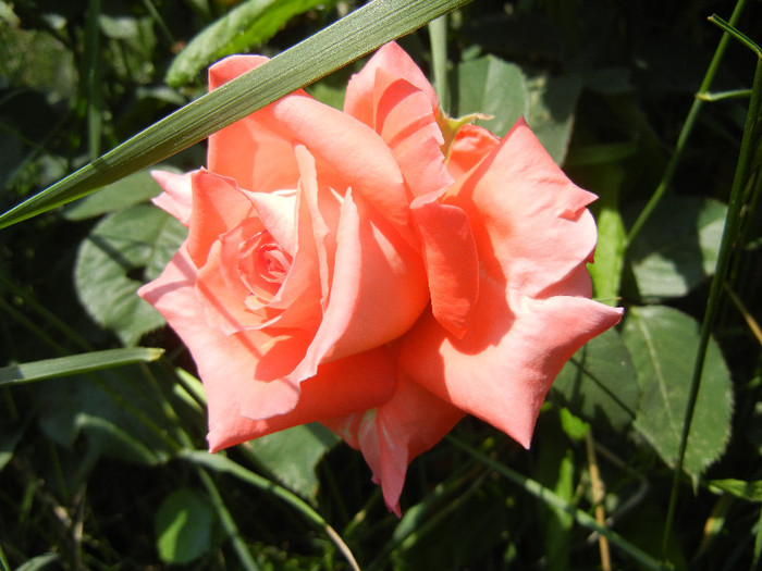 Rose Artistry (2012, May 11)