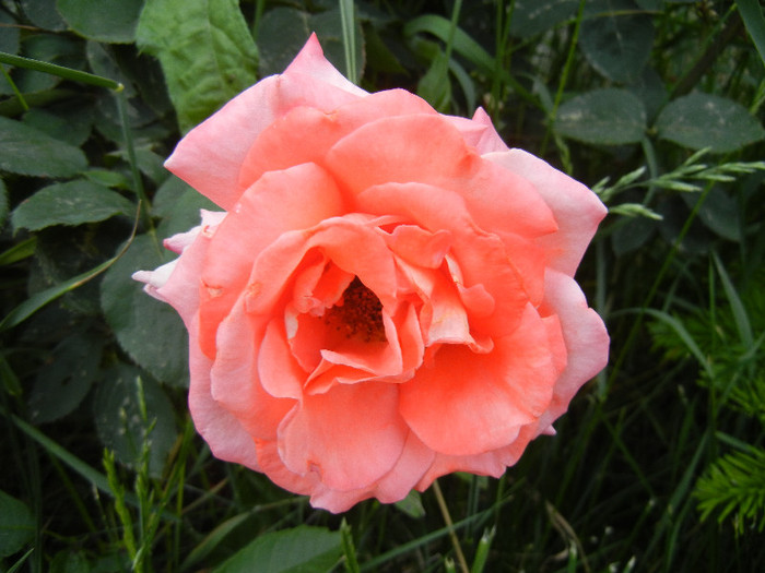 Rose Artistry (2012, May 13)