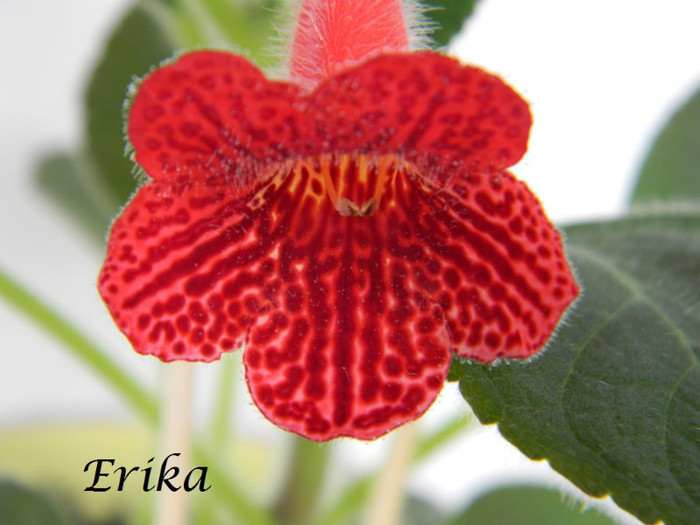 Edith 15-05-2012 - floare