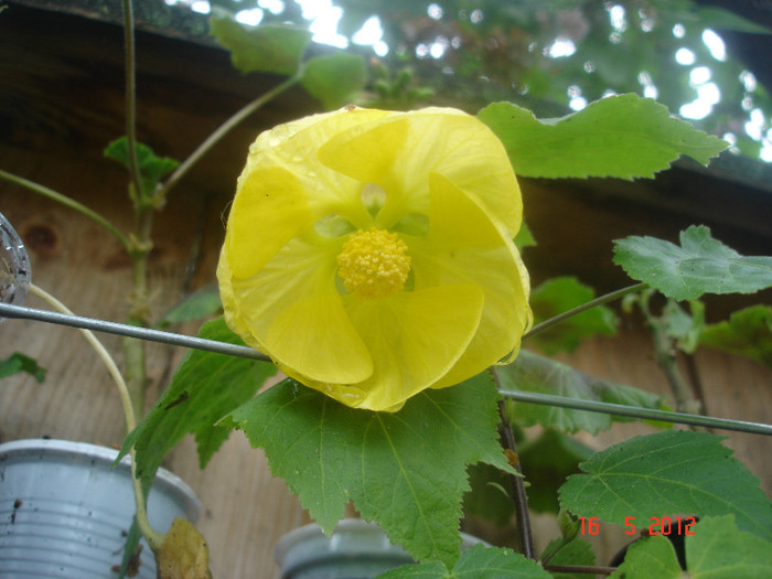 16.05.12 - abutilon 2012