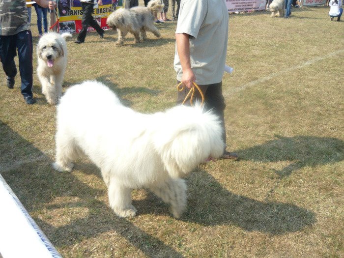 Filipestii de Padure