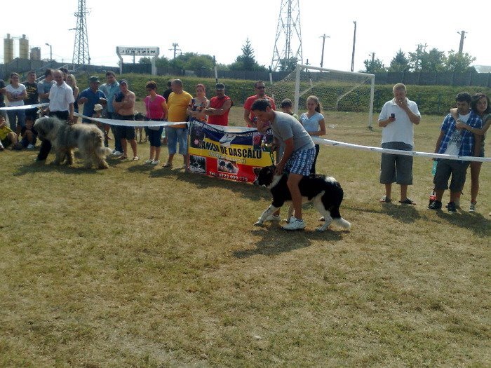 Filipestii de Padure