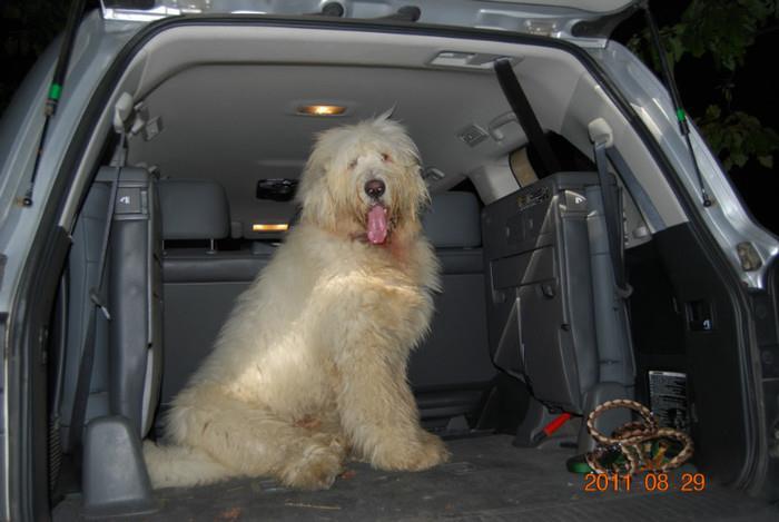 Filipestii de Padure