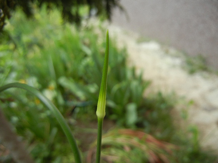 Allium Hair (2012, May 09) - Allium vineale Hair