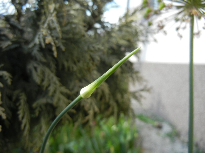 Allium Hair (2012, May 12) - Allium vineale Hair