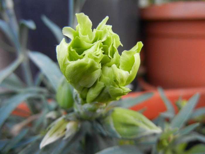 Dianthus Adorable JADE (2012, May13) - Dianthus Adorable JADE