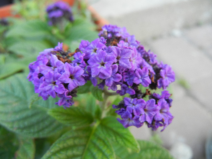 Heliotropium arborescens (2012, May 13) - HELIOTROPE Heliotropium