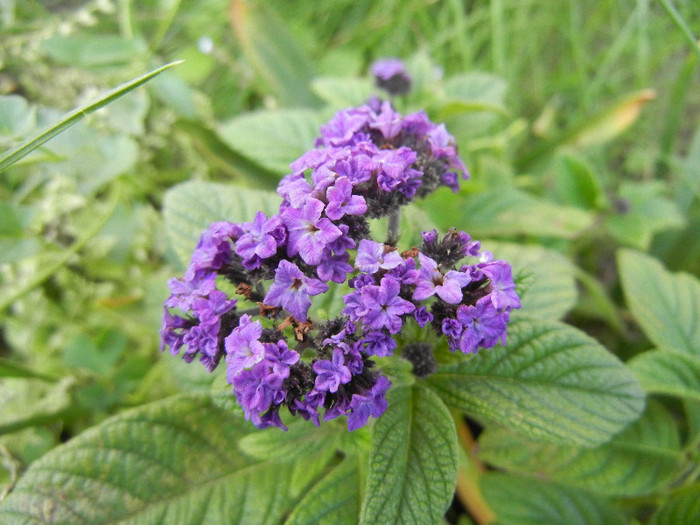 Heliotropium arborescens (2012, May 13) - HELIOTROPE Heliotropium