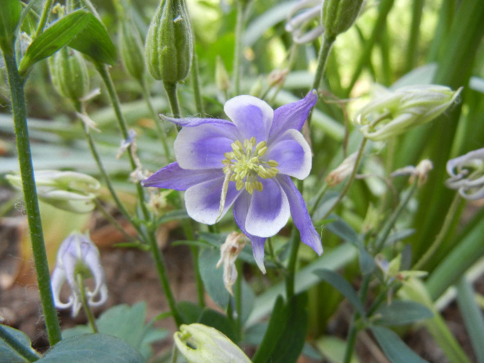 Aq. Winky Blue & White (2012, May 13) - Aquilegia Winky Blue White