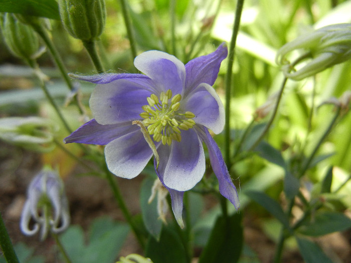 Aq. Winky Blue & White (2012, May 13) - Aquilegia Winky Blue White