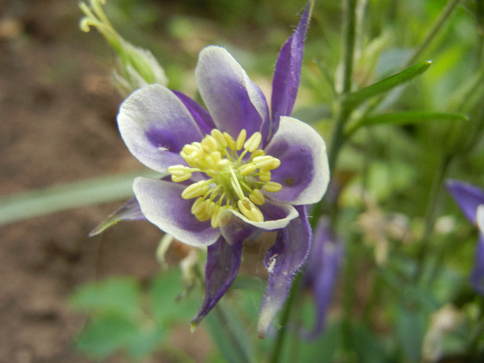 Aq. Winky Blue & White (2012, May 15) - Aquilegia Winky Blue White