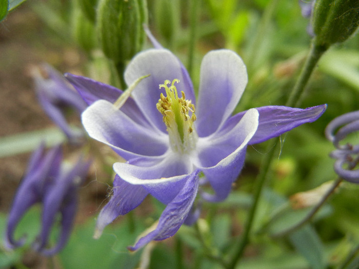 Aq. Winky Blue & White (2012, May 15) - Aquilegia Winky Blue White