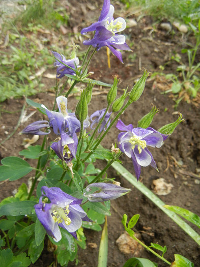 Aq. Winky Blue & White (2012, May 16) - Aquilegia Winky Blue White