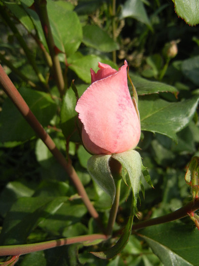 Rose Royal Highness (2012, May 13) Rose Royal Highness (2012, May 13)