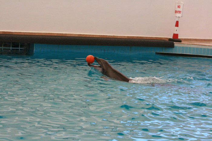 delfin - foci si delfini