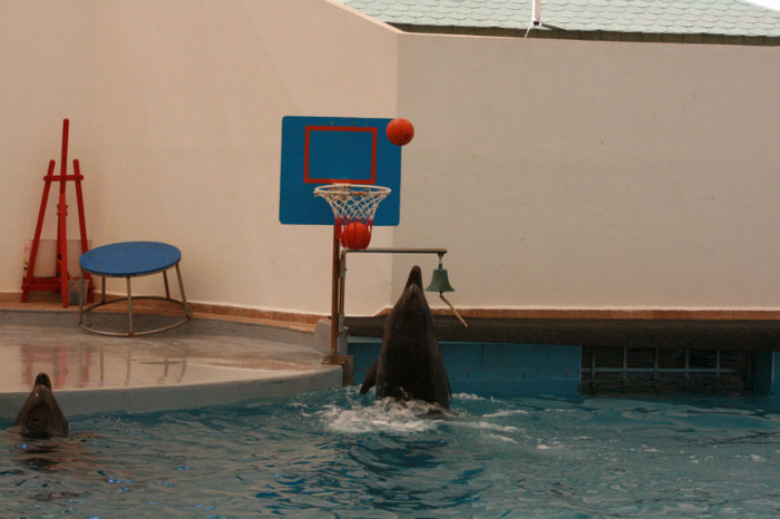 delfinii jucatori de baschet - foci si delfini