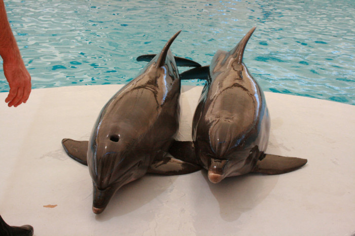 delfini - foci si delfini