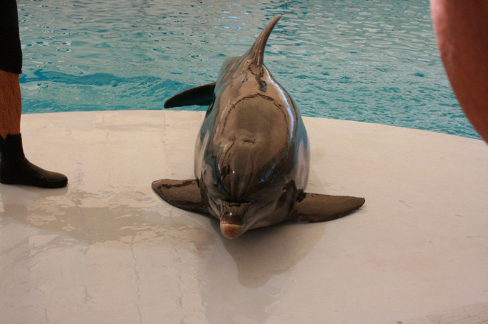 delfin