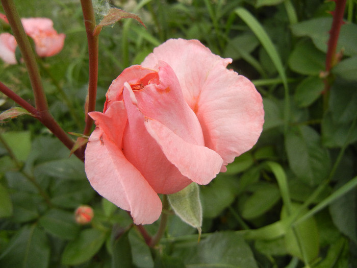 Rose Royal Highness (2012, May 15) Rose Royal Highness (2012, May 15)