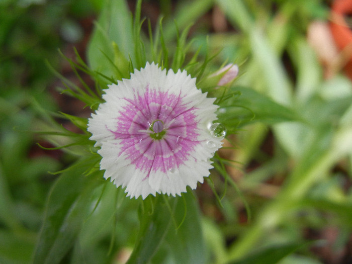 Dianthus barbatus (2012, May 16) - Dianthus Barbatus