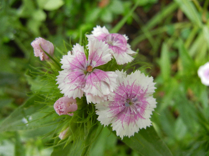 Dianthus barbatus (2012, May 16)