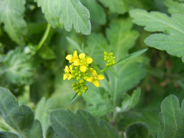 Yellow wildflower 11may2012 - YELLOW WILDFLOWERS