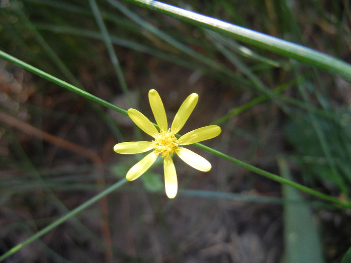 Senecio vernalis 13may2012 - YELLOW WILDFLOWERS