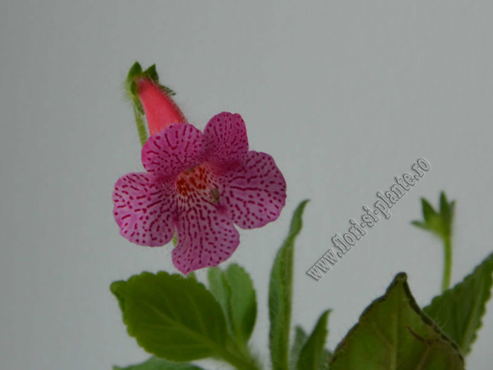 Kohleria Laura; 2012
