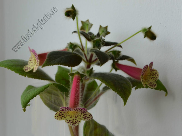 Kohleria Goliat; 2012
