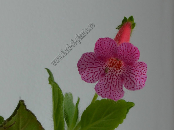 Kohleria Laura; 2012
