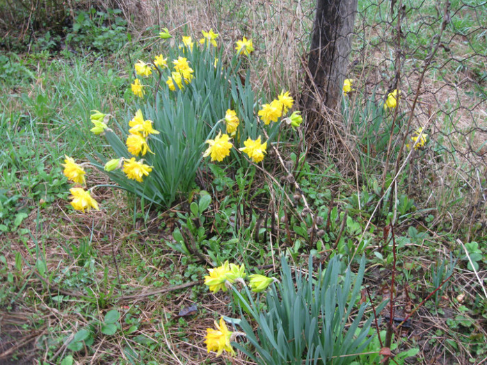 lore 107 - grid 2012